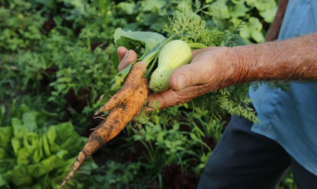 Sancionada lei que fortalece financiamento para agricultura familiar