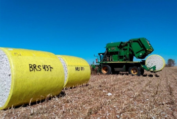 Mercado de algodo apresenta negcios pontuais e retrao na demanda externa