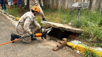 Bombeiros resgatam arara-canind ferida e filhotes de gato de locais de risco