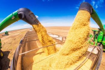 Safra de Soja no Brasil Sofre Impacto Climtico, Mas Ainda Deve Bater Recorde