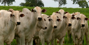 IMEA prev ano menos turbulento para a bovinocultura Mato-Grossense