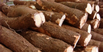 Mandioca vira iguaria da alta gastronomia na forma de tapioca, tucupi, polvilho e farinhas