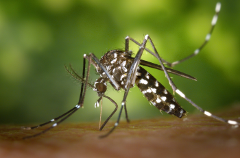 Bactrias do intestino do Aedes aegypti podem ajudar a combater a dengue