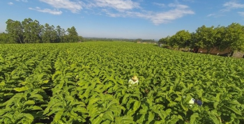 RS: culturas de milho e tabaco sero prejudicadas pela seca