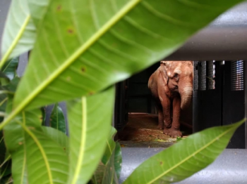 Elefanta Bambi inicia viagem para Santurio em Chapada dos Guimares