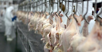 SECEX: 314,3 mil/t de carne de frango embarcadas em maio