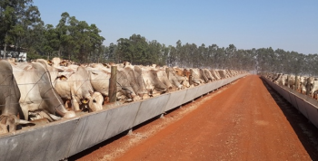 Confinamento bovino cresce 5% em 2019, para 3,57 milhes de animais, diz Assocon