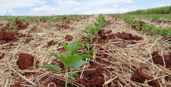 Plantio da soja no PR na safra 2019/2020 atingiu 99% da rea estimada, diz Deral