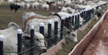 Presso ambiental e eficincia impulsionam confinamento bovino no Brasil