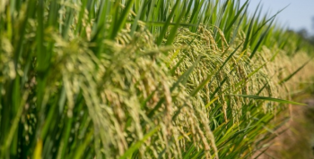 Safra de 2020 deve bater recorde; arroz e soja podem ter queda de produo