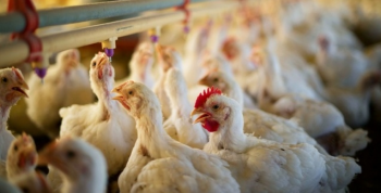 Setor prev fechar 2019 com aumento da produo de frango