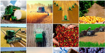 VBP: Valor Bruto da Produo Agropecuria de 2019  estimado em R$ 617 bilhes