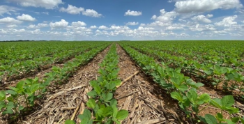 rea plantada de soja em Mato Grosso sobe para 9,7 milhes hectares com melhor produtividade