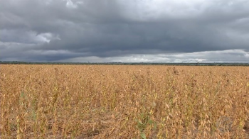 Excesso de chuva prejudica colheita de soja em MT, diz agricultores