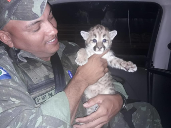 Batalho Ambiental resgata 1.050 animais silvestres; 344 voltaram para a natureza