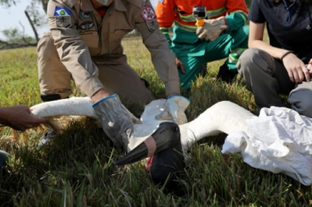 Voluntrios podem se cadastrar para atender animais vtimas dos incndios no Pantanal