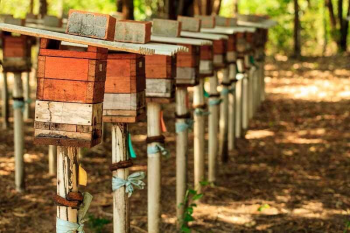 Governo entrega caixas de abelhas para comunidade quilombola em Livramento