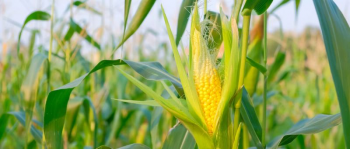 Brasil deve produzir menos milho nas duas safras