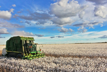 MT: exportações de algodão ganharam força