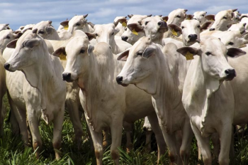 Empaer apresenta sistema ILP como alternativa para alimentao de bovinos
