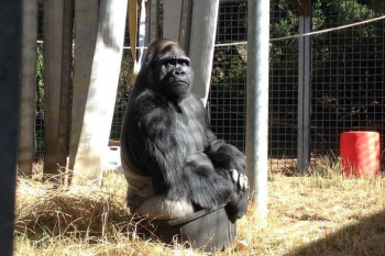 Morre Koko, a gorila capaz de >falar> por meio de linguagem de sinais