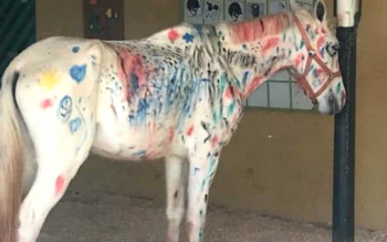 Crianas pintam e rabiscam cavalo em atividade na Hpica de Braslia