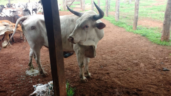 Polcia Civil recupera 150 cabeas de gado furtadas em Torixoru