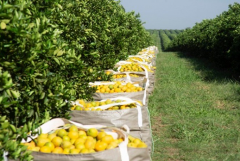 Safra de laranja 2020/21 se encerra em 268,63 milhes de caixas / 2020-21 Final orange crop forecast update