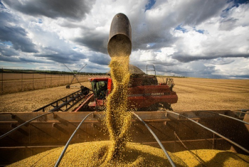 Colheita de soja no Brasil avana para 87,2% da rea estimada, aponta DATAGRO