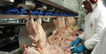 Na pauta cambial de 2019, carne de frango perdeu espao para milho e carne bovina