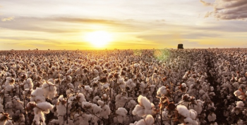 Safra 2020 ter recordes de produo de soja e de algodo, diz IBGE