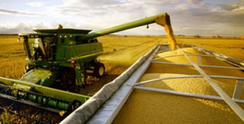 Colheita de soja do Paran dispara a 42% da rea; plantio de milho atinge 61%