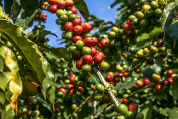 Linha de crdito para recuperao de cafezais aumenta para R$ 160 milhesv