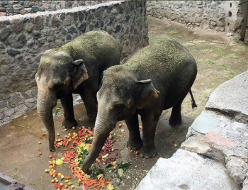 Me e filha, elefantas de cativeiro se preparam para deixar a Argentina e viver em Santurio em MT