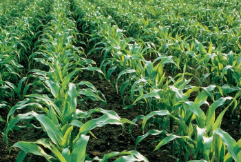 Manejo pr-emergente  alternativa para o controle de plantas daninhas no milho