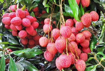Cinco frutas produzidas no Paran conquistam certificao internacional para exportao