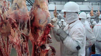Frigorficos de Mato Grosso aumentam 16% abate de gado