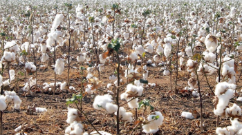 Colheita de algodo avana em Mato Grosso e chega a 22% da rea