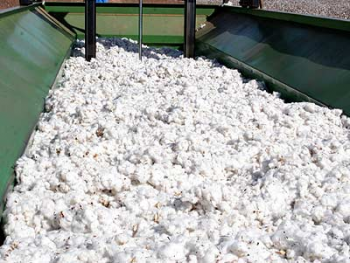 Mato Grosso tem novo recorde na exportao de algodo