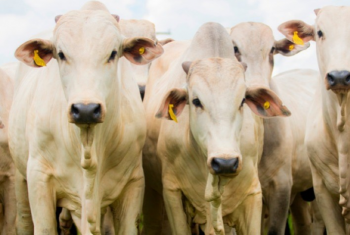 Ano desafiador para a bovinocultura de corte