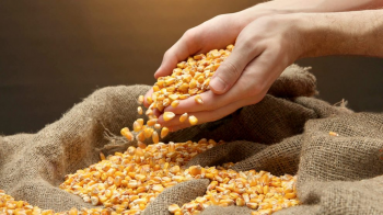Preo do milho disponvel em Mato Grosso diminui 1,1%