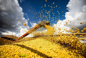 WASDE: hEDGEpoint analisa as tendncias para soja, trigo e milho
