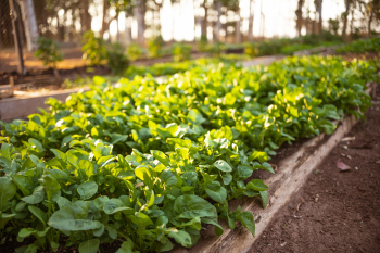 Projetos sustentveis no MT e regio trazem ganhos de at 10% para o agro