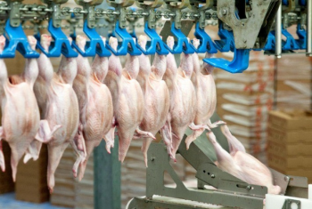 Rabobank: apesar da guerra na Ucrnia, mercado permanecer firme para a carne de frango