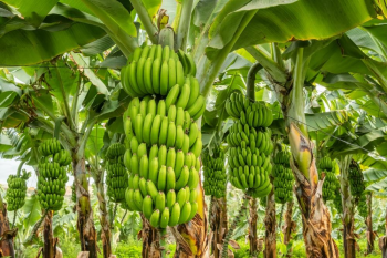 Unidades de produo de banana devem ser cadastradas em SP