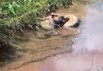 Sucuri-verde de 4 metros ataca e mata cachorro em Vrzea Grande