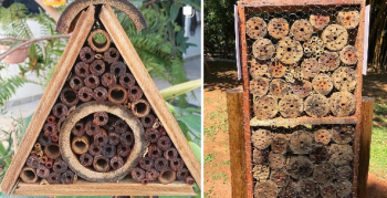 Projeto de hotis de polinizadores contribui para a conservao de abelhas em MT