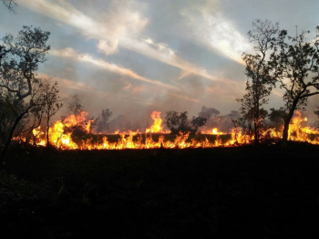 Pesquisa custeada pela Fapemat utiliza tcnica do "DNA ambiental" para identificar impacto do fogo no Pantanal