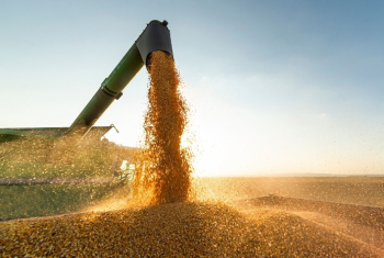 Milho pode desbancar cana-de-acar na produo de biocombustvel