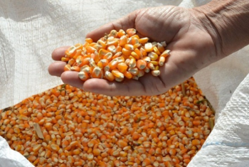 Comercializao do milho no Brasil em marcha lenta
